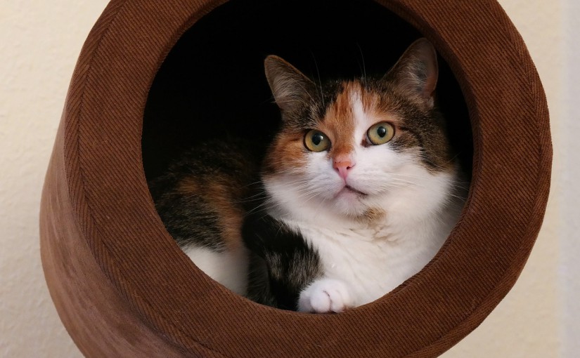 Drapak dla kota – sposób na bezpieczeństwo mebli